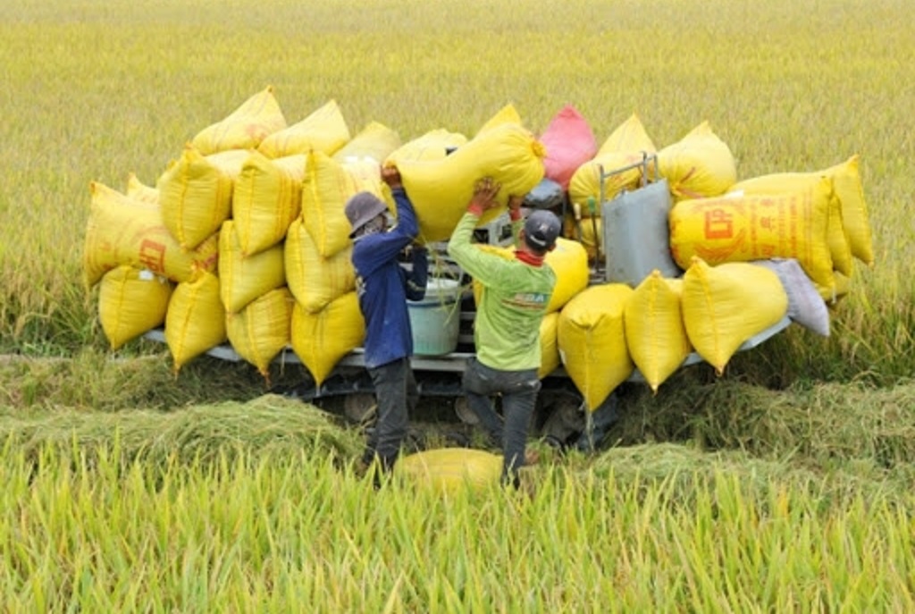 Gạo Việt có nhiều tiềm năng tại Anh.