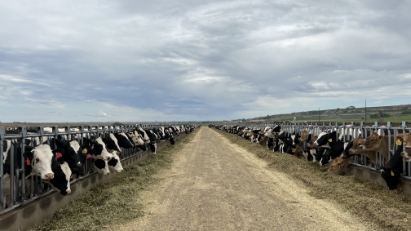 Vinamilk busy in dairy farming in Laos