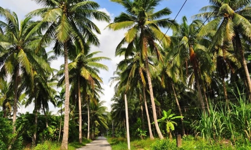 Giá dừa khô giảm sâu do tác động tiêu cực từ xung đột giữa Nga và Ucraine