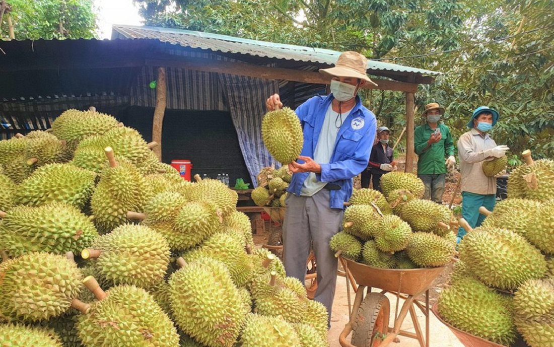 Sầu riêng Việt Nam có chất lượng thơm ngon.
