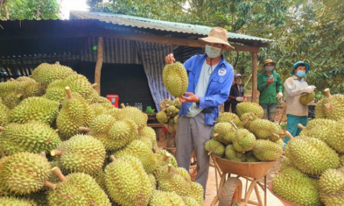 Sầu riêng Việt được cấp “visa” vào Trung Quốc 