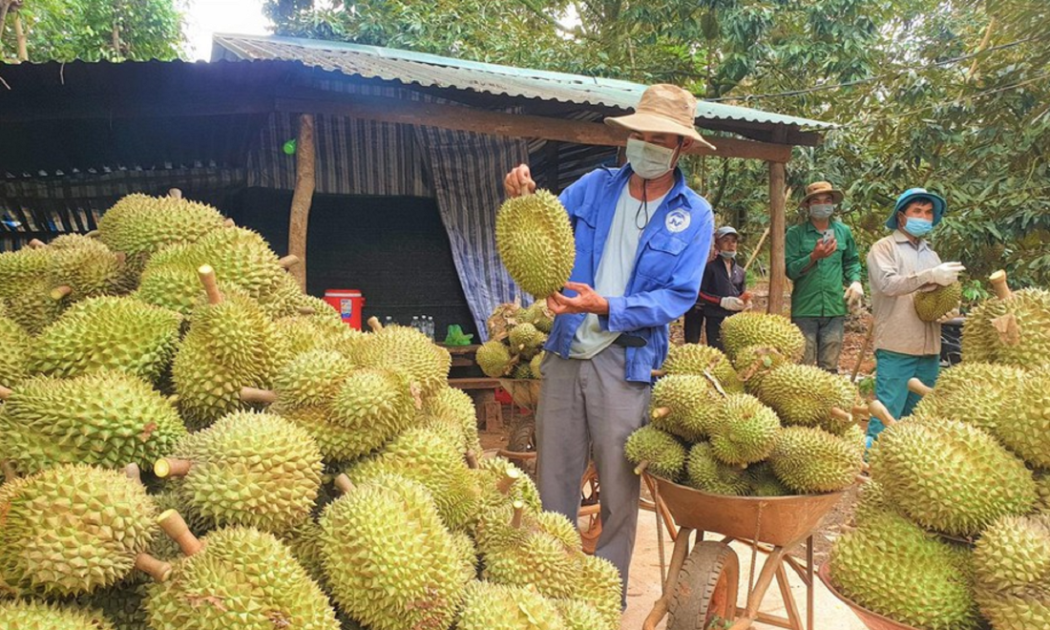 Sầu riêng Việt Nam có chất lượng thơm ngon.