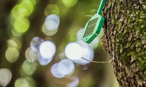 Ý ứng dụng cảm biến IoT ngăn cháy rừng