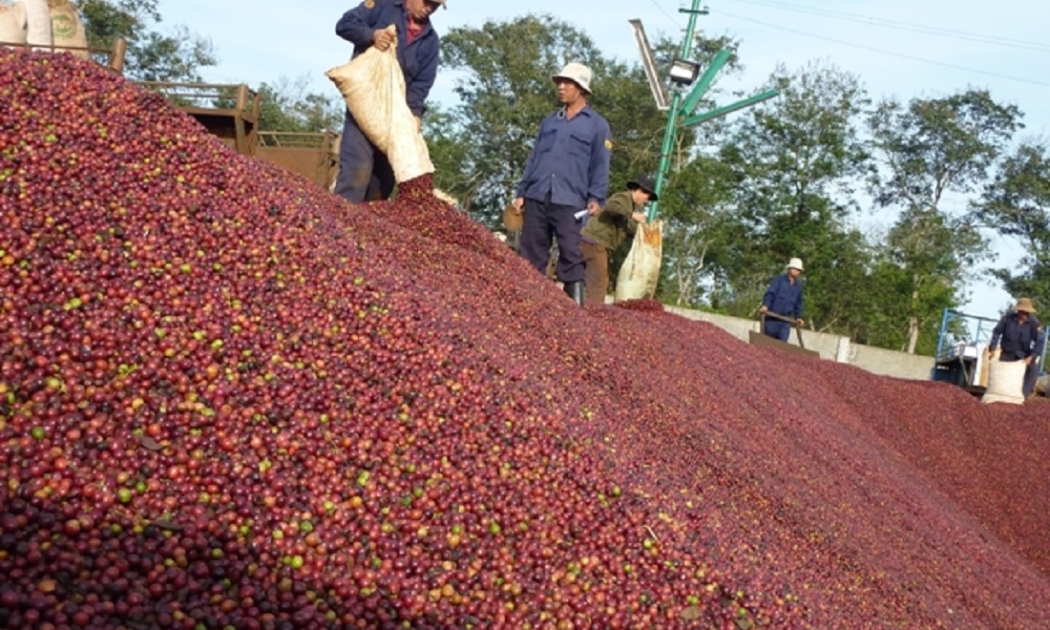 Cà phê được giá trong nửa đầu năm nay.