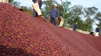 Coffee exports to suffer from falling prices