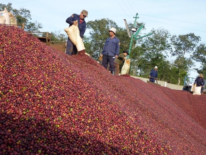 Coffee exports to suffer from falling prices