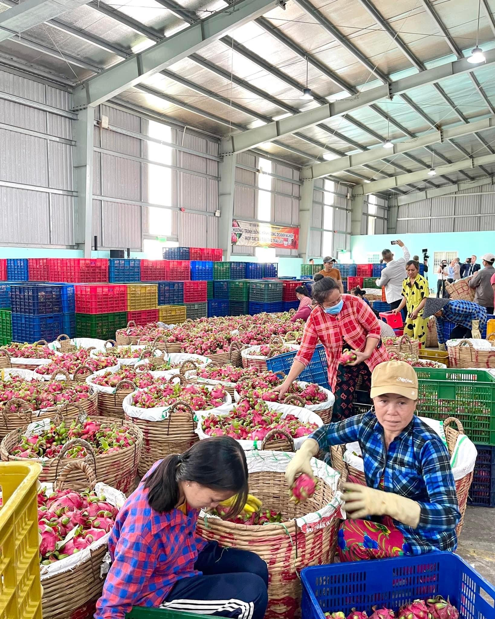 Đến 2030, trên 70% số cơ sở chế biến, bảo quản nông sản chủ lực đạt trình độ và năng lực công nghệ trung bình tiên tiến trở lên.