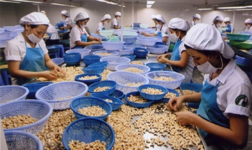 Ngành điều gặp nhiều bất lợi, Hiệp hội Điều kiến nghị hạ mục tiêu kim ngạch xuất khẩu 