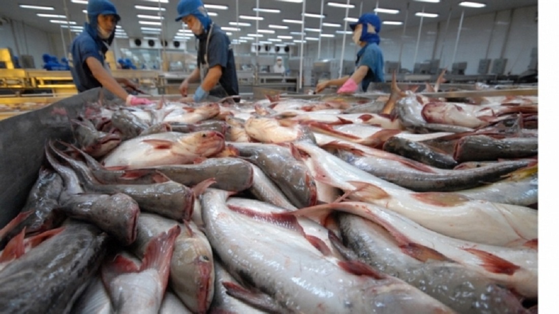 Xuất khẩu cá tra được giá cao.
