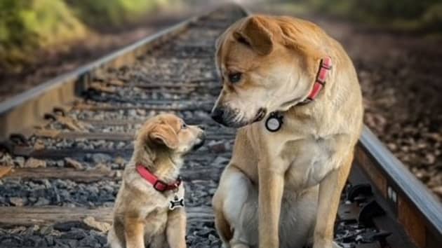 Helwege cho biết thời gian để hoàn thành sẽ phụ thuộc vào chất lượng gốc của ảnh. 