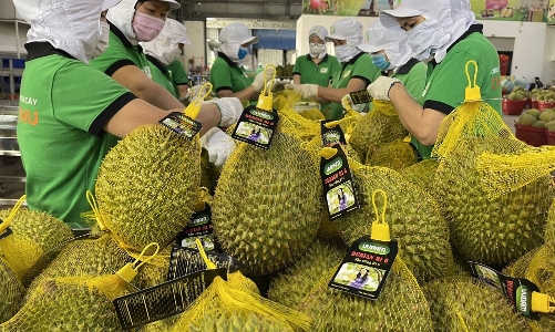 Xuất khẩu sầu riêng sang Trung Quốc: 