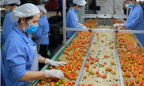 Xuất khẩu sang Nga giảm mạnh do nhiều đơn hàng bị hủy