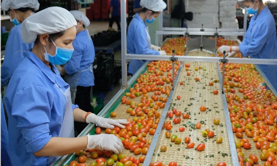 Xuất khẩu mặt hàng rau quả sang Nga có mức giảm tới 40,88%.