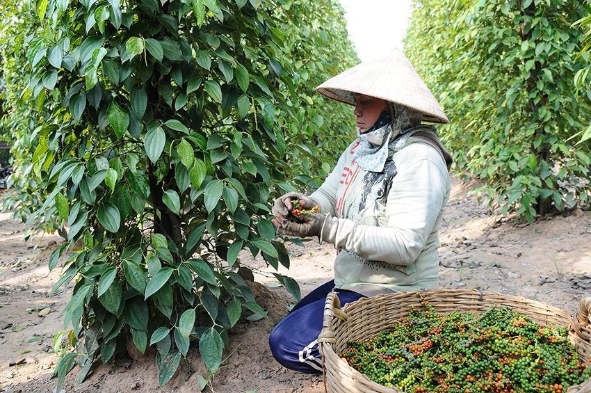 6 tháng đầu năm 2022 Việt Nam xuất khẩu được hơn 125.000 tấn hồ tiêu.