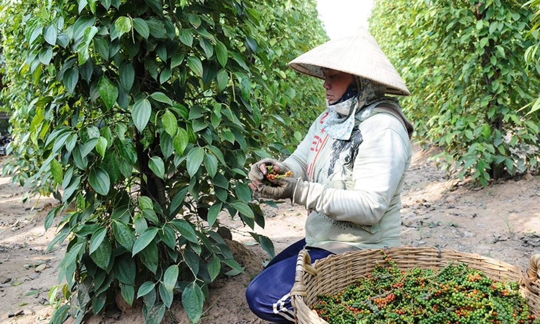 6 tháng đầu năm 2022 Việt Nam xuất khẩu được hơn 125.000 tấn hồ tiêu.