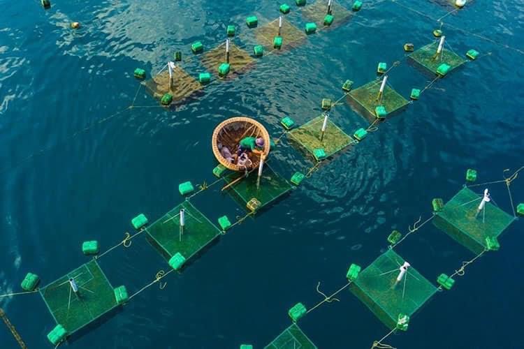 Sông Cầu được mệnh danh là “thủ phủ” Tôm Hùm với sản lượng tôm hùm các loại đạt khoảng 630 tấn/6 tháng đầu năm 2022.