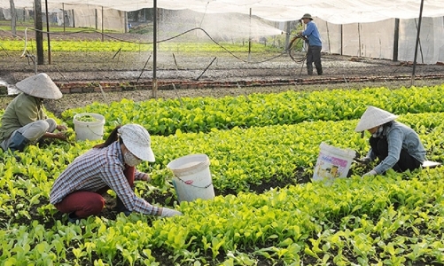 Khơi thông vốn tín dụng cho hợp tác xã nông nghiệp