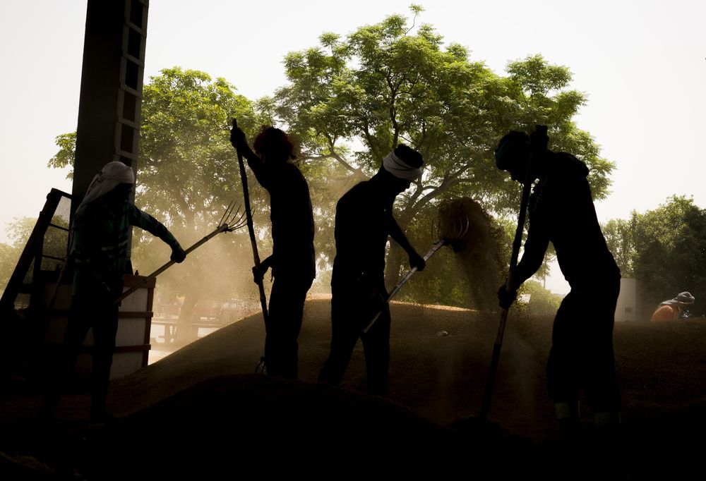 Người lao động cào thóc tại một chợ bán buôn ở ngoại ô New Delhi, Ấn Độ - Ảnh: Bloomberg