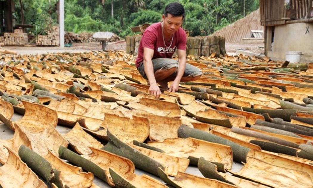 Xuất khẩu quế hữu cơ rất có tiềm năng tại Trung Đông, Châu Phi.