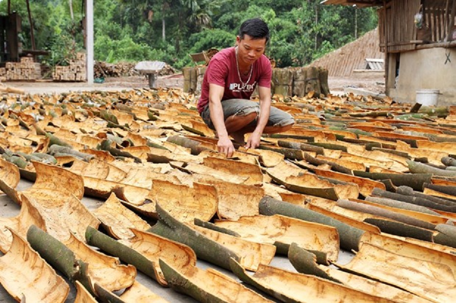 Xuất khẩu quế hữu cơ rất có tiềm năng tại Trung Đông, Châu Phi.