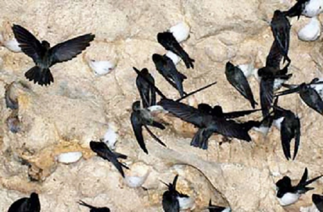 Số lượng nhà yến tăng mạnh từ năm 2018 đến nay, nhưng mang tính tự phát.