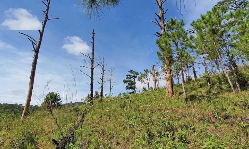 Buộc công ty Song Hải Long bồi thường 23ha rừng bị mất tại Lâm Đồng