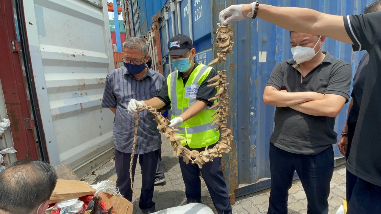 Vụ nhập lậu xương động vật quý hiếm bị phát hiện, bắt giữ