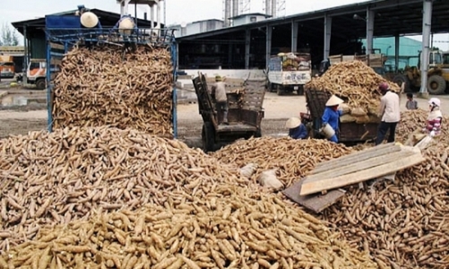 Xuất khẩu sắn sang Trung Quốc: Cạnh tranh ngày càng gay gắt