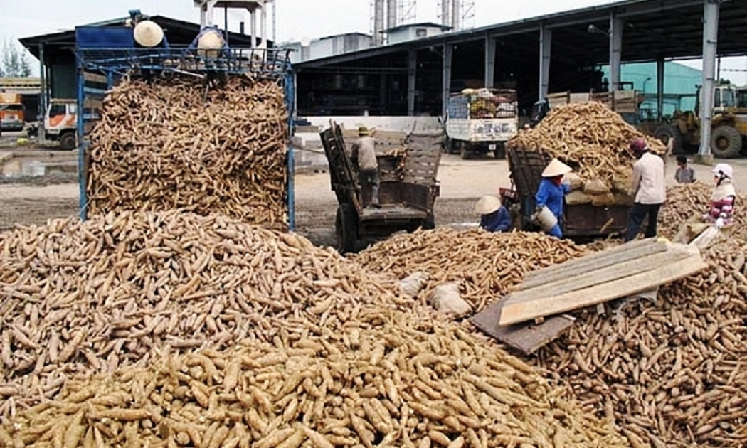Sắn đang được giá, xuất khẩu thuận lợi.