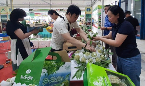 Lạng Sơn vào vụ thu hoạch na, dự kiến doanh thu đạt trên 1.200 tỷ đồng