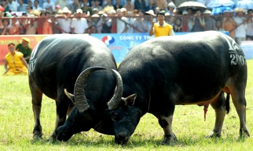 Hội chọi trâu Đồ Sơn, Hải Phòng tái khởi động sau 2 năm vắng bóng vì dịch bệnh