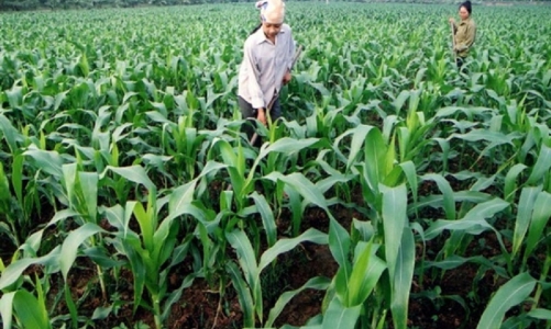 7 tháng năm 2022: Nhập khẩu nguyên liệu thức ăn chăn nuôi lên tới 3,1 tỷ USD.