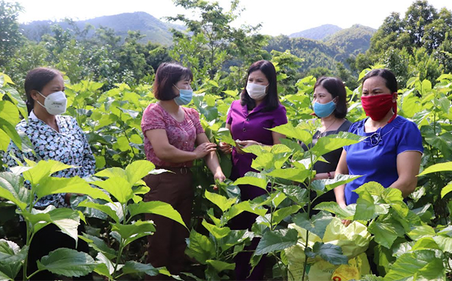 Doanh nghiệp do phụ nữ làm chủ chiếm 24-25% tổng doanh nghiệp cả nước.