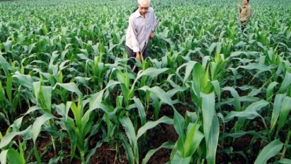 7M raw material imports for animal feed hit $3.1bln