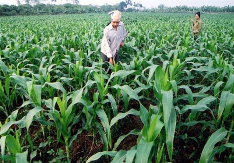 7M raw material imports for animal feed hit $3.1bln