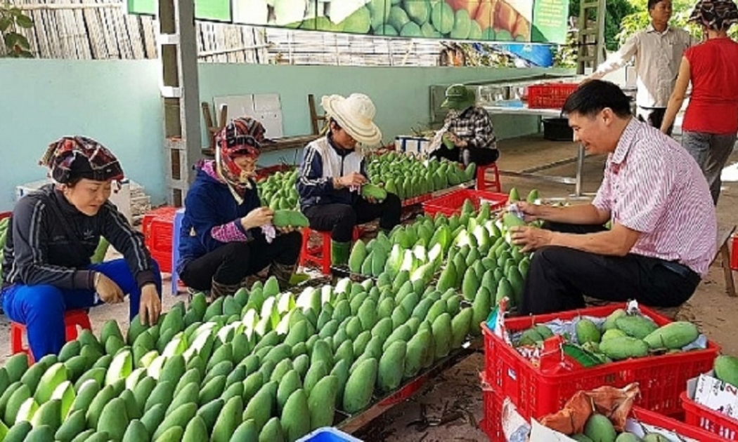 Xoài Yên Châu (Sơn La) đã vào được thị trường khó tính như Hoa Kỳ, châu Âu.