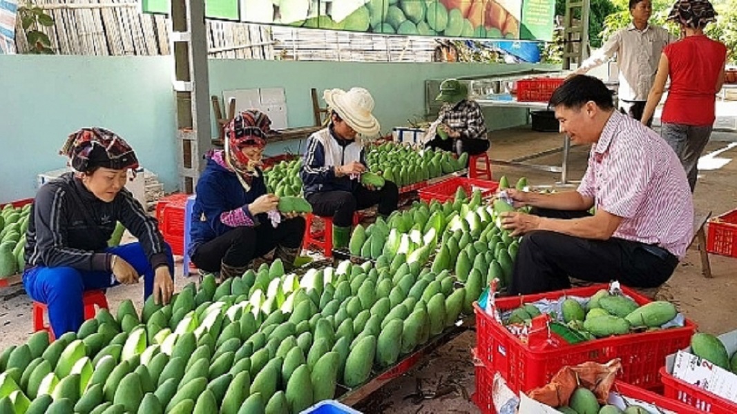 Xoài Yên Châu (Sơn La) đã vào được thị trường khó tính như Hoa Kỳ, châu Âu.