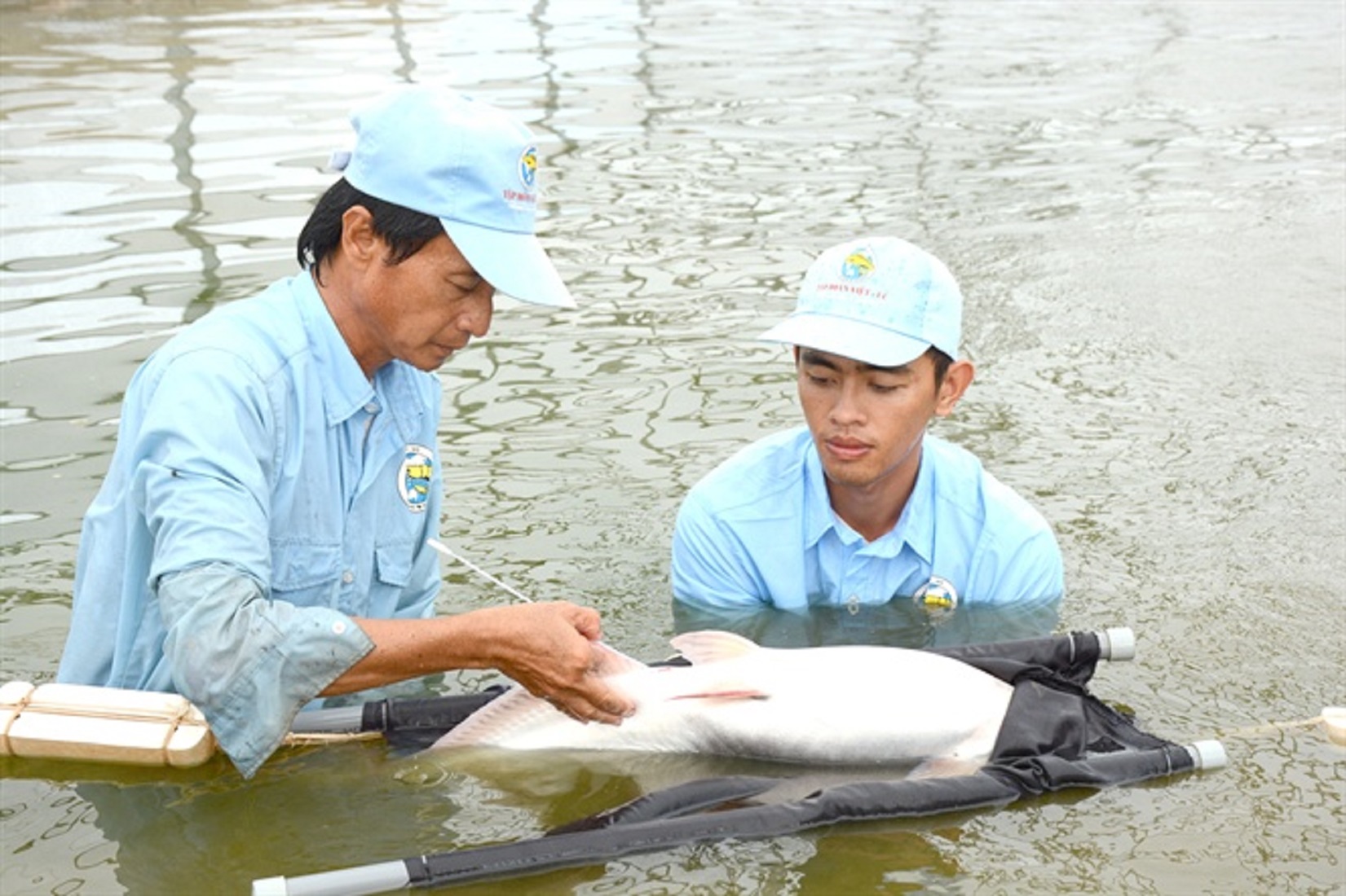 Kiểm tra cá tra bố mẹ sinh sản  tại Tập đoàn Việt - Úc.