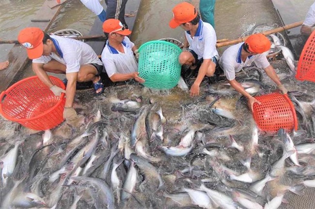 Đến năm 2030, chủ động sản xuất, cung ứng 100% c&aacute; tra bố mẹ chọn giống.