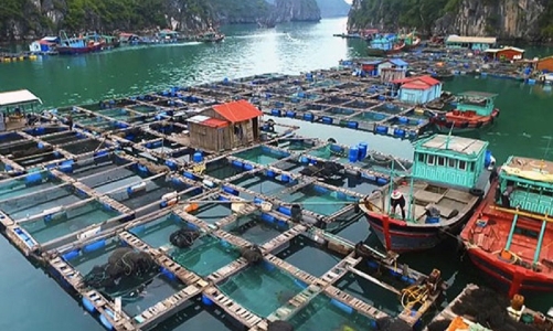 Phấn đấu đến năm 2030, giá trị xuất khẩu thủy sản đạt 12 tỷ USD/năm