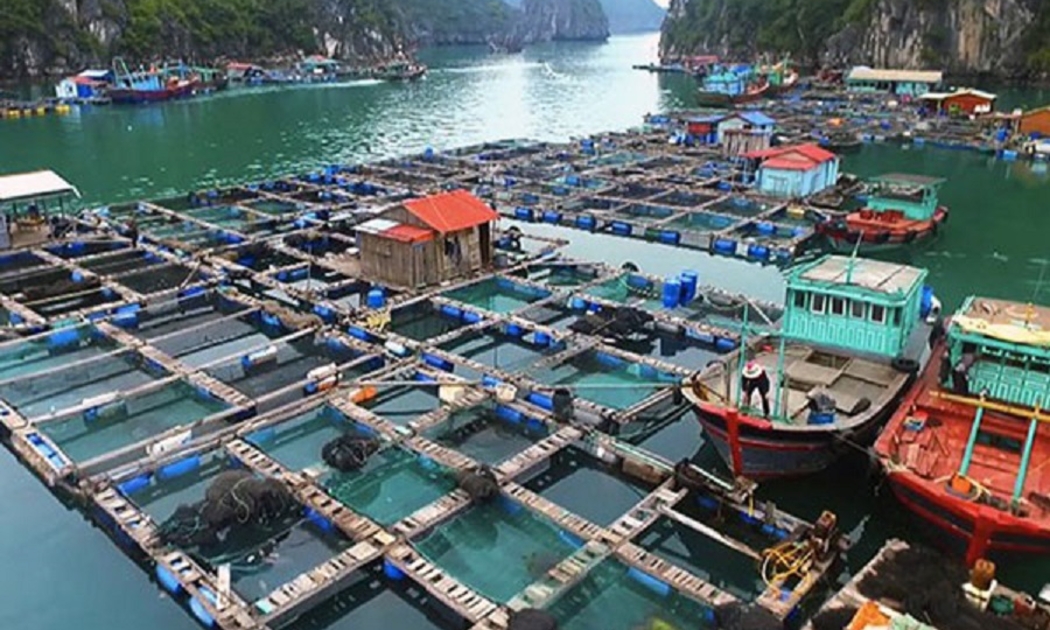 Phấn đấu đến năm 2030, tốc độ tăng trưởng giá trị nuôi trồng thủy sản đạt trung bình trên 4,5%/năm.