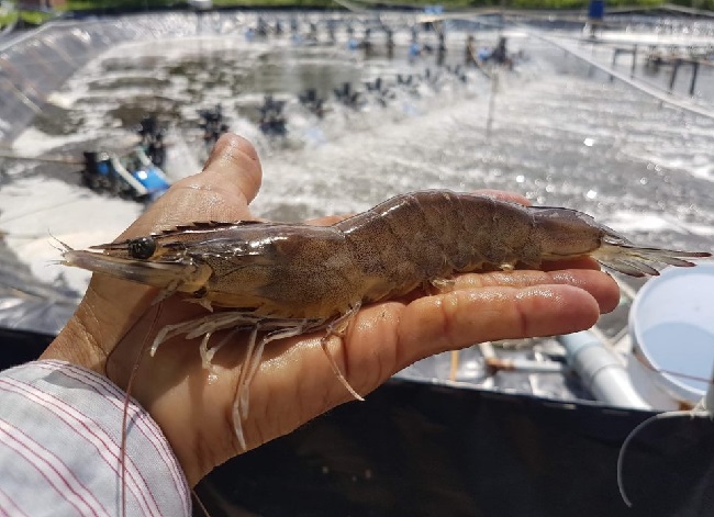 Đến năm 2030, chủ động sản xuất, cung ứng được tr&ecirc;n 60% nhu cầu t&ocirc;m s&uacute;.