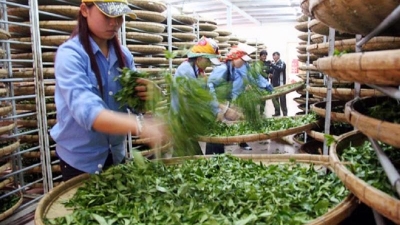 Exports to Pakistan tipped to decline