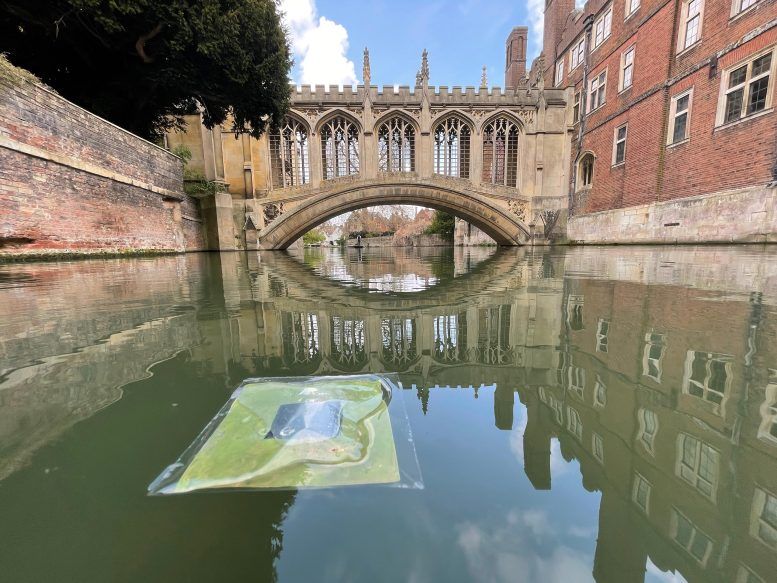 Một chiếc lá nhân tạo nổi trên sông Cam gần Cầu Sighs ở Cambridge, Vương quốc Anh. Ảnh: Virgil Andrei