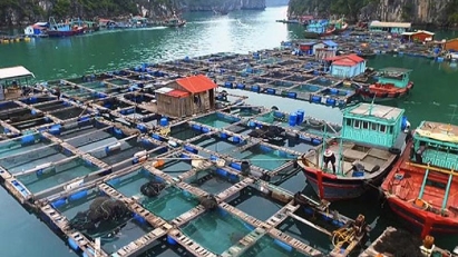 Seafood exports to reach $12bln a year by 2030