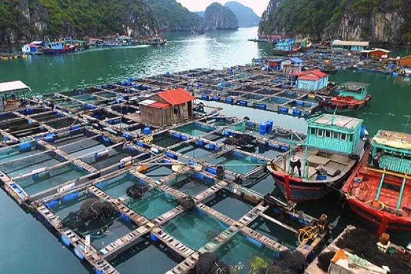 Seafood exports to reach $12bln a year by 2030