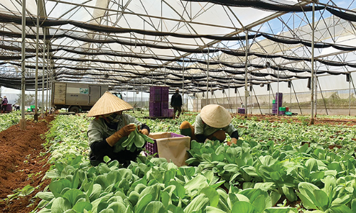 Vì sao nông dân vẫn chưa “hết lòng” với nông nghiệp công nghệ cao?  