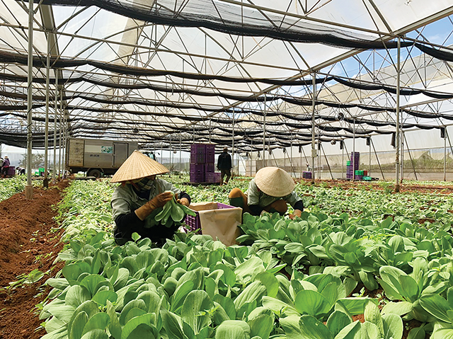 Nông nghiệp công nghệ cao vẫn là "miếng bánh" khó nhằn đối với nhiều hộ nông dân 