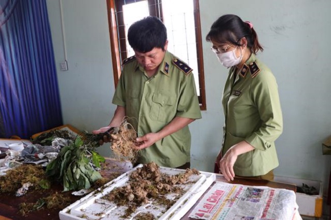 Những loại rất giống sâm Ngọc Linh Kon Tum được đưa từ các tỉnh phía Bắc vào giả làm Sâm Ngọc Linh thật.