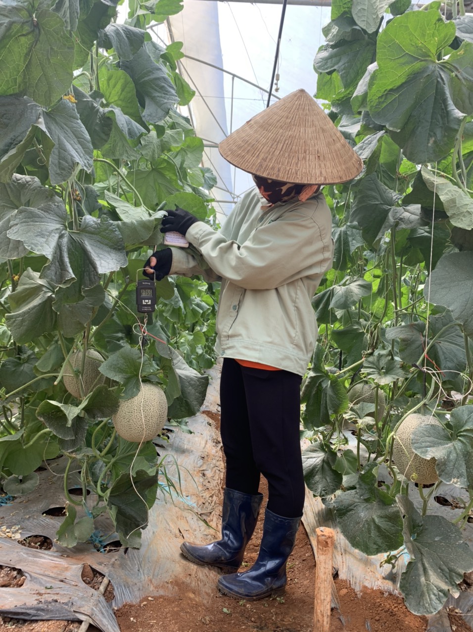 Nông nghiệp công nghệ cao vẫn còn nhiều rào cản 